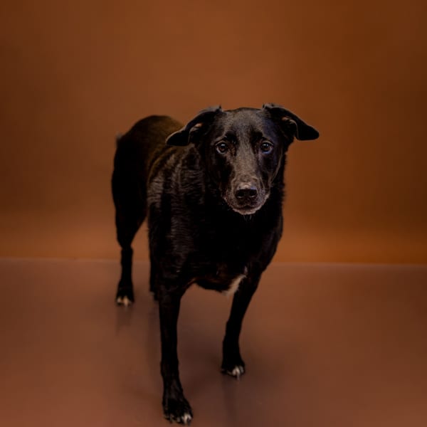 Photo of Poppy, adoptable Labrador cross in Lawrenceville, Georgia