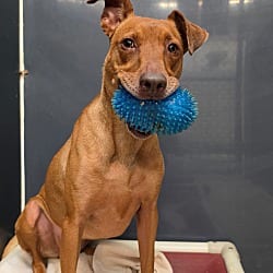 Photo of Lucy, adoptable Mixed Breed (Medium) in Baton Rouge, Louisiana