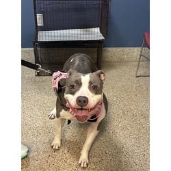 Photo of Amiri, adoptable American Bulldog in Doral, Florida