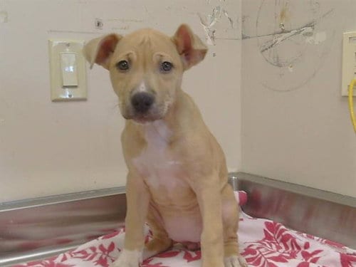 Photo of Suzie, adoptable Pit Bull Terrier in Sacramento, California