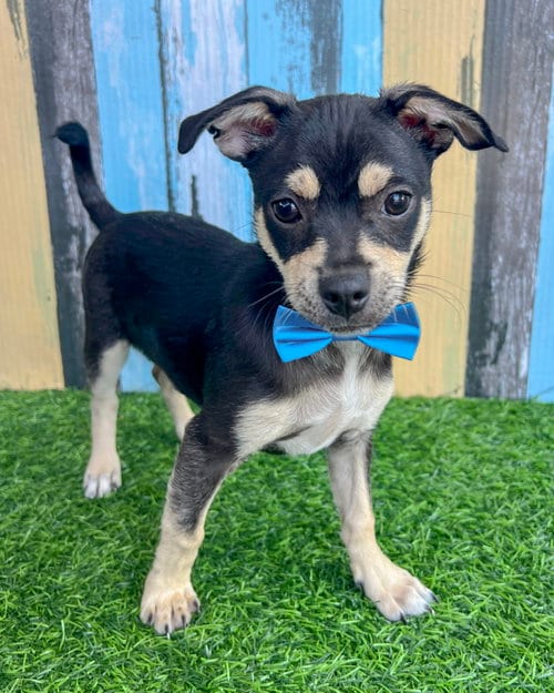 Photo of Odie, adoptable Chihuahua in Corona, California