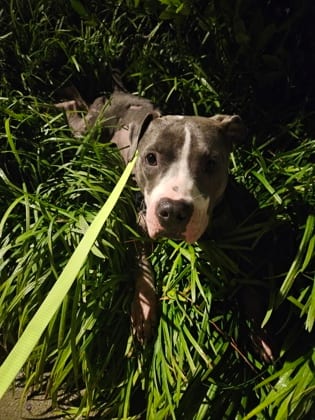 Photo of Sweetface, adoptable dog in Atlanta, Georgia