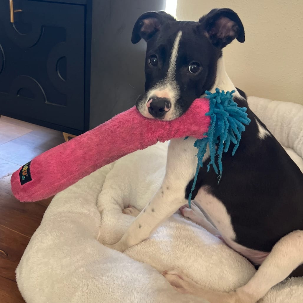 Photo of Schnitzel, adoptable Terrier in San Antonio, Texas