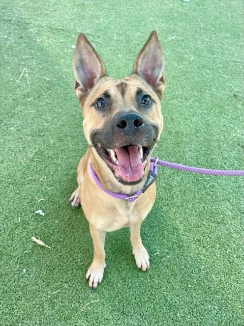 Photo of Esme, adoptable American Pit Bull Terrier in Pasadena, Texas