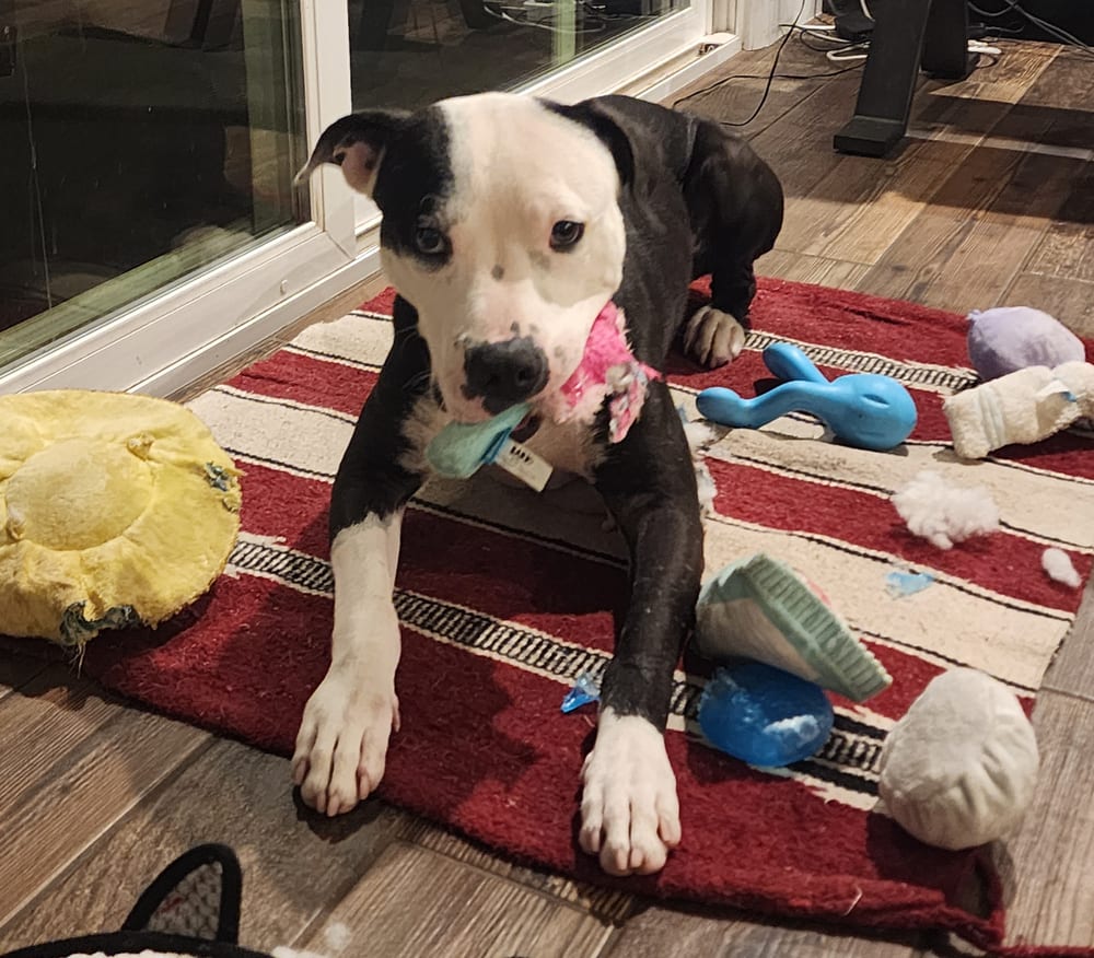 Photo of Valentino, adoptable Staffordshire Bull Terrier in Dana Point, California