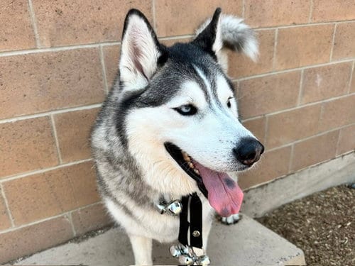 Photo of Kai, adoptable Siberian Husky in Albuquerque, New Mexico