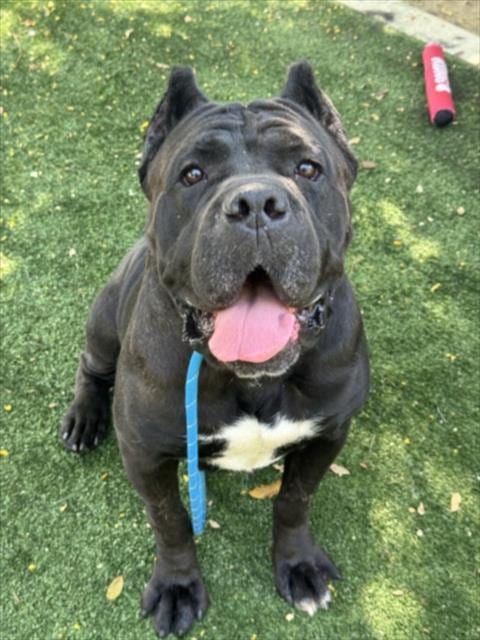 Photo of Mamas, adoptable Cane Corso Mastiff in Chatsworth, California