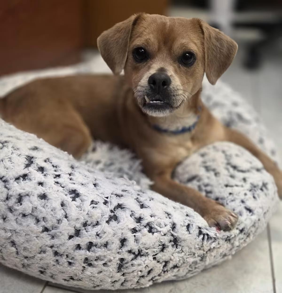 Photo of Spongebob, adoptable Terrier (Unknown Type, Small) in New Orleans, Louisiana
