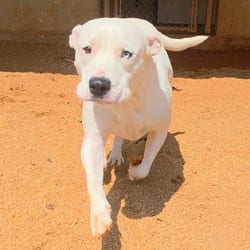 Photo of Corinne 7306, adoptable Mixed Breed (Medium) in Loxahatchee, Florida