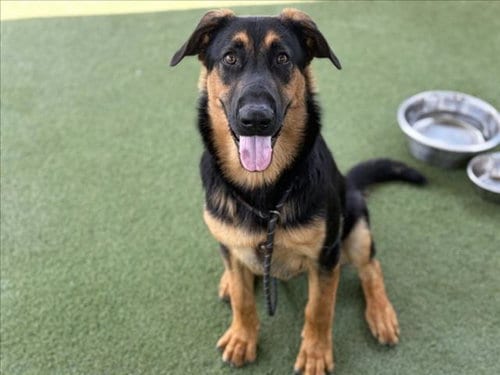 Photo of Winston, adoptable German Shepherd Dog in Los Angeles, California