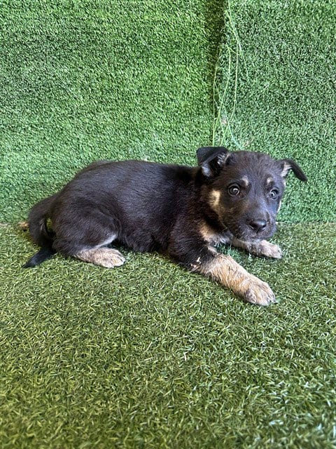 Photo of Cassie, adoptable German Shepherd Dog in Lancaster, California
