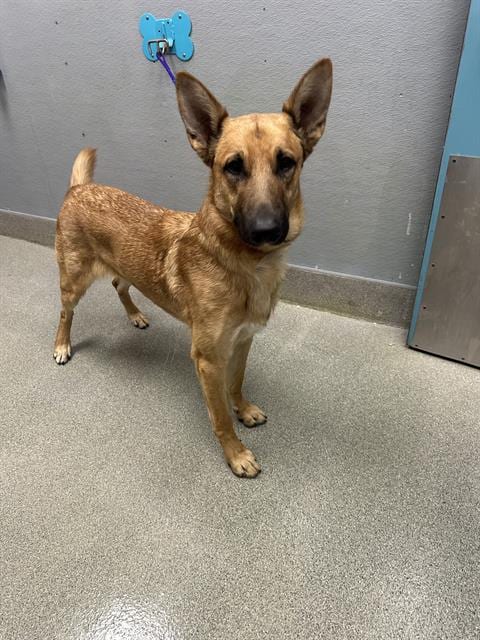 Photo of Rex, adoptable Belgian Shepherd Malinois in Las Vegas, Nevada