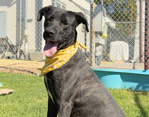 Photo of Lucas, adoptable Cane Corso Mastiff in San Bernardino, California