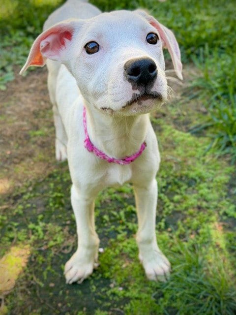 Photo of Hazel, adoptable Pit Bull Terrier in Sacramento, California