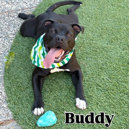 Photo of Buddy, adoptable American Staffordshire Terrier in Berkeley, California