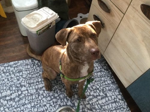 Photo of Raya, adoptable Labrador Retriever in O'Fallon, Illinois