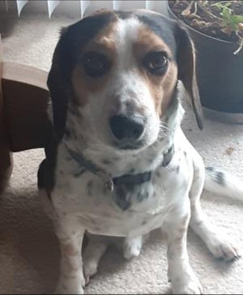 Photo of Bandit, adoptable Beagle in Westminster, Maryland