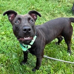 Photo of Kiwi, adoptable Mixed Breed (Medium) in Syracuse, New York