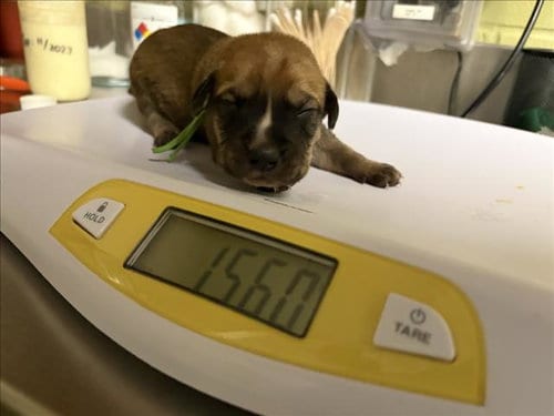 Photo of Brew, adoptable Hound in Chapel Hill, North Carolina