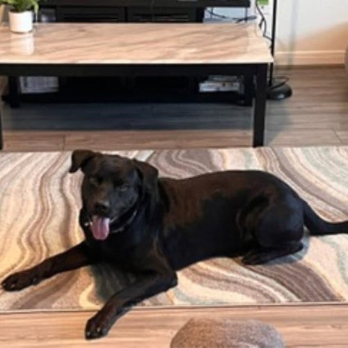 Photo of Hank, adoptable Labrador Retriever in Houston, Texas