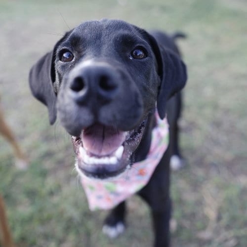 Photo of Chunky, adoptable Labrador Retriever in San Antonio, Texas