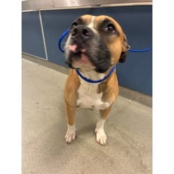 Photo of Prime, adoptable Terrier (Unknown Type, Medium) in Doral, Florida