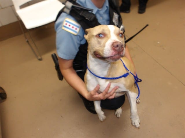 Photo of Willow, adoptable American Pit Bull Terrier in Chicago, Illinois