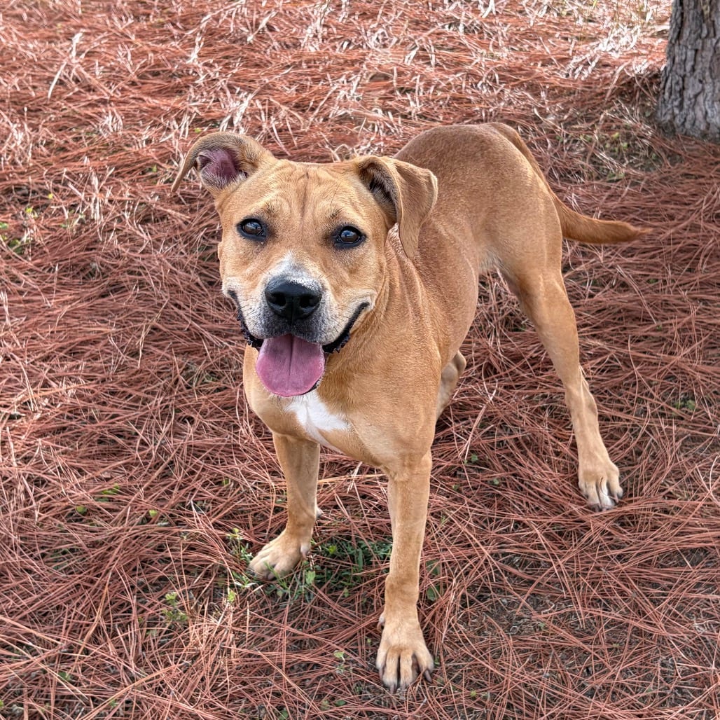 Photo of Cupcake 26-07-064, adoptable Terrier, American Pit Bull / Mix in Bastrop, Texas