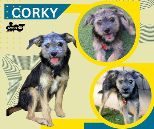 Photo of Corky (Puppy), adoptable Terrier in Lindsay, California
