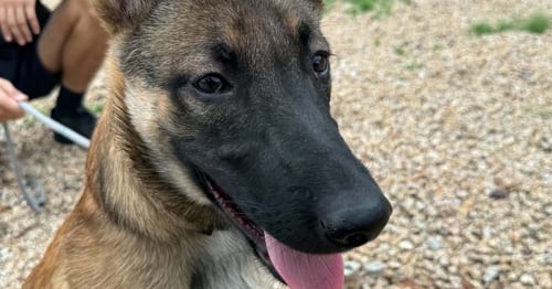 Photo of Veera located in Goodyear AZ, adoptable Belgian Shepherd Dog Sheepdog in Imlay City, Michigan