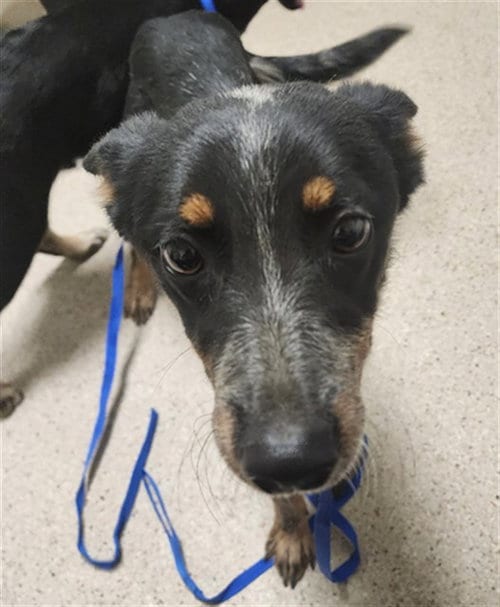 Photo of Pixie, adoptable Australian Cattle Dog/Blue Heeler in Bakersfield, California