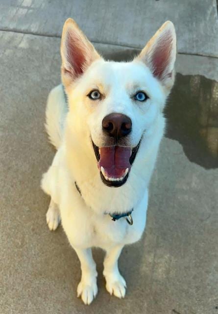 Photo of Tofu, adoptable Siberian Husky in Sacramento, California