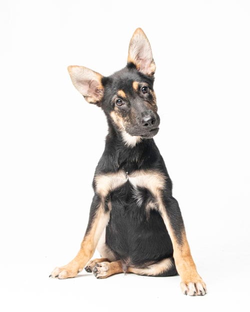 Photo of Stoney - M, adoptable German Shepherd Dog in Tampa, Florida