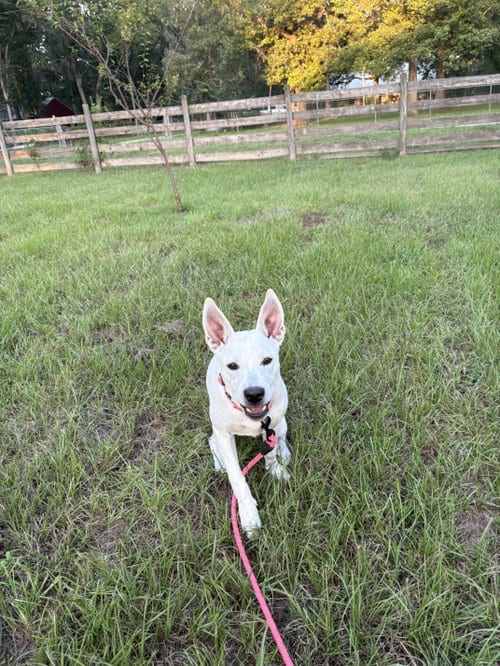 Photo of Luna Bean, adoptable Labrador Retriever in The Woodlands, Texas