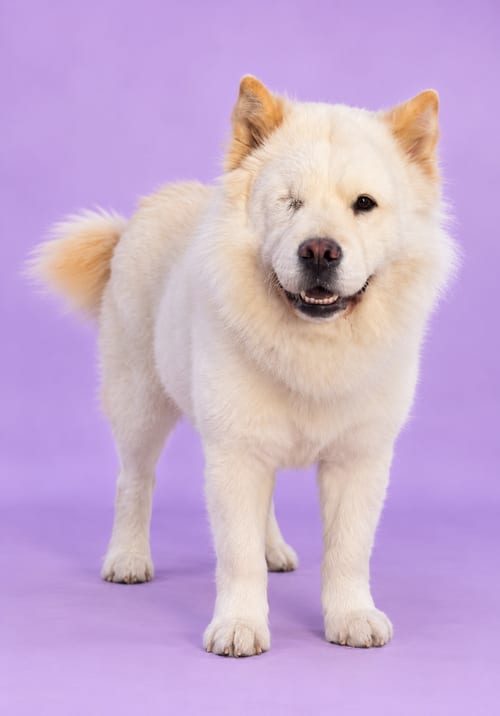 Photo of Broccoli Beef, adoptable Chow Chow in Romoland, California
