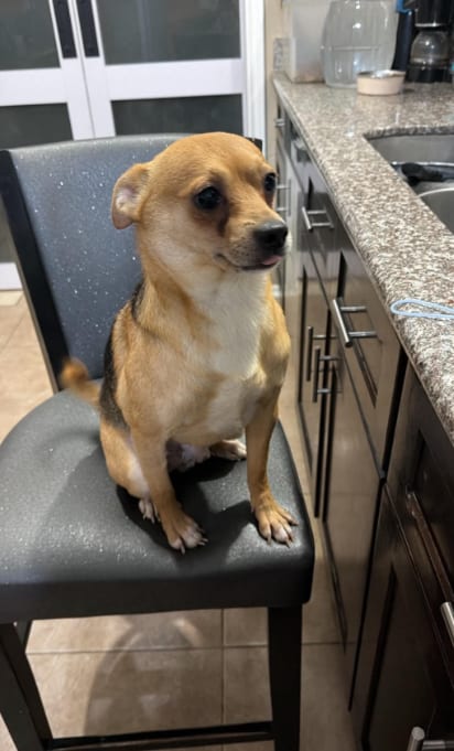 Photo of Robin in TX, adoptable Chihuahua in Cranston, Rhode Island
