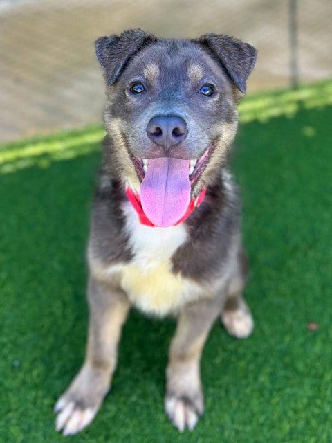 Photo of Dante, adoptable Siberian Husky in Agoura, California