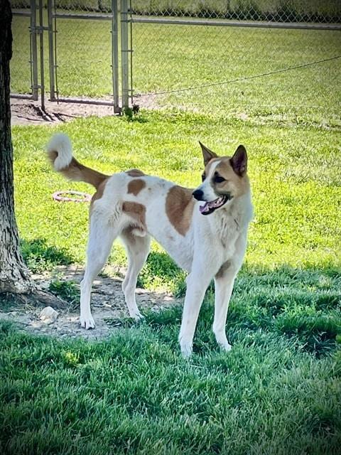 Photo of Warren, adoptable Anatolian Shepherd in Lee's Summit, Missouri