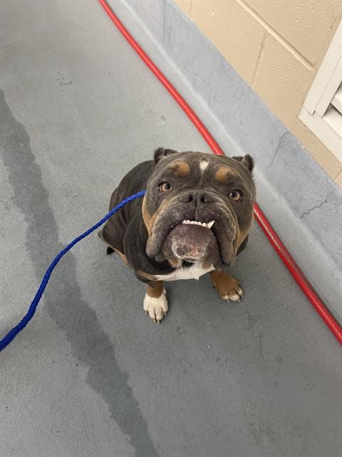 Photo of Kiko, adoptable Bulldog in Houston, Texas