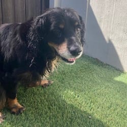 Photo of Kevin 2057, adoptable Cocker Spaniel in Loxahatchee, Florida