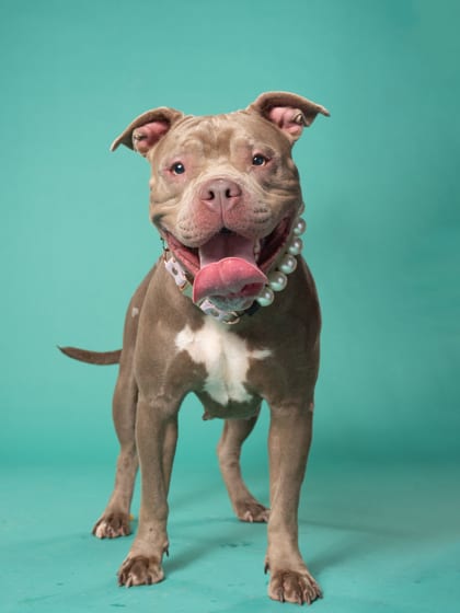 Photo of PB Jenny, adoptable dog in Atlanta, Georgia