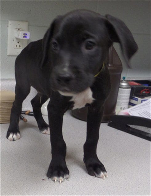 Photo of Chili, adoptable Pit Bull Terrier in Augusta, Georgia