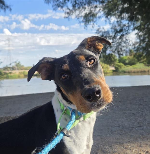 Photo of Malia, adoptable dog