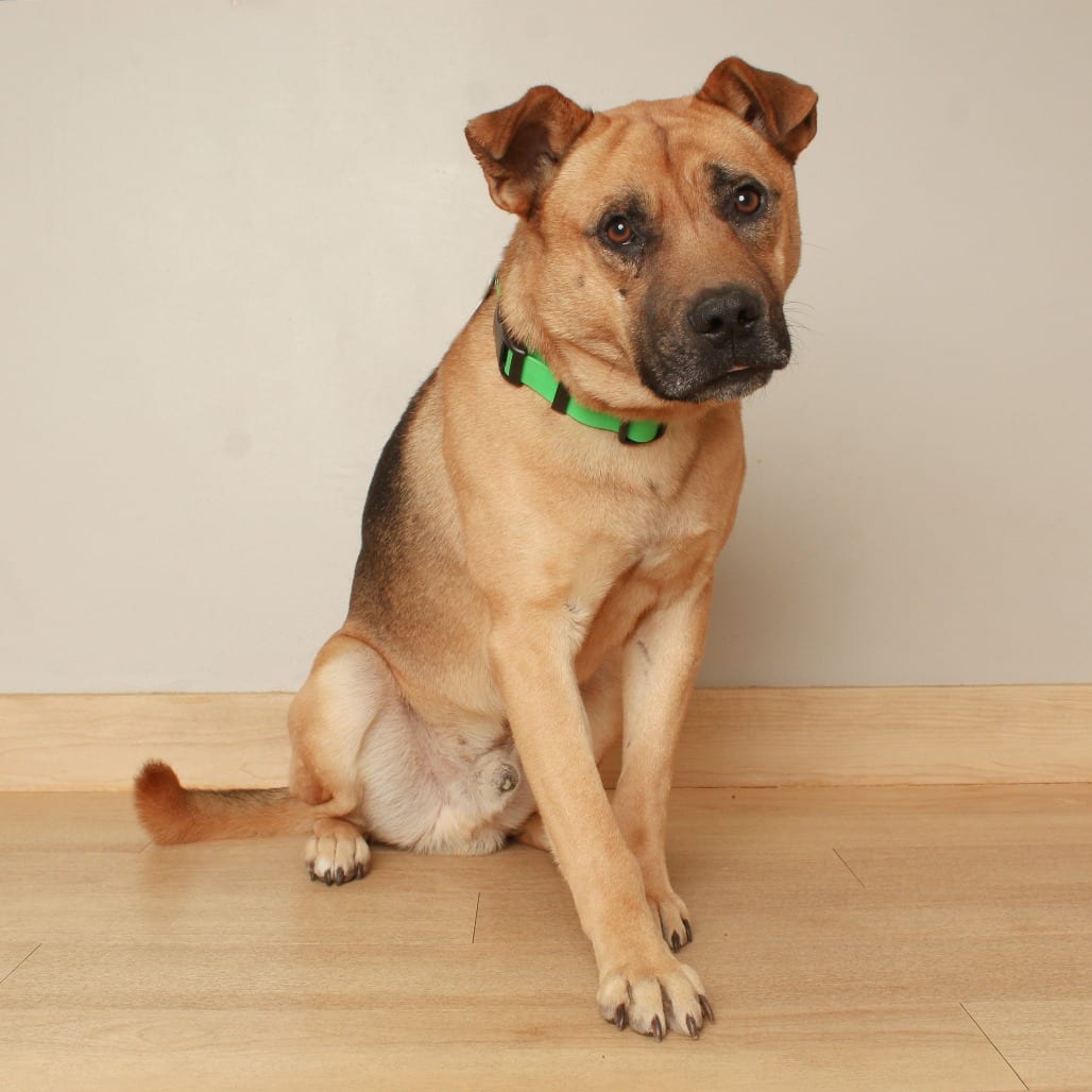 Photo of Todd D71571, adoptable Shepherd in Minnesota, Minnesota