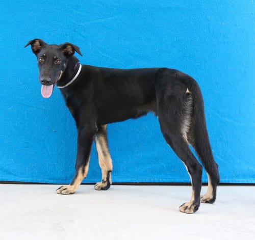 Photo of Jocko, adoptable Doberman Pinscher in Pasadena, California