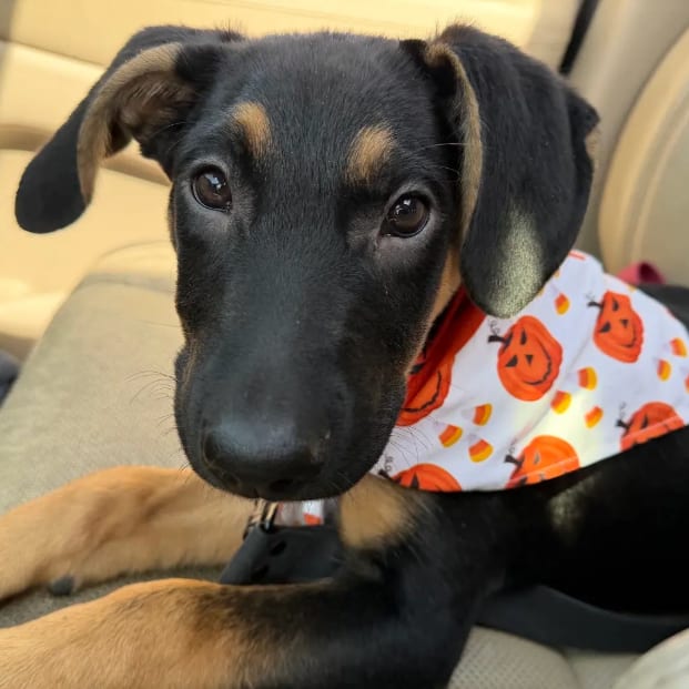 Photo of Groovy, adoptable Collie / Shepherd in South Elgin, Illinois