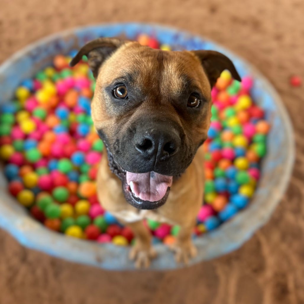Photo of Rockhopper, adoptable Boxer / Terrier, American Pit Bull in Kanab, Utah