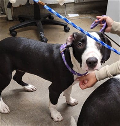 Photo of Brie, adoptable American Pit Bull Terrier in Van Nuys, California