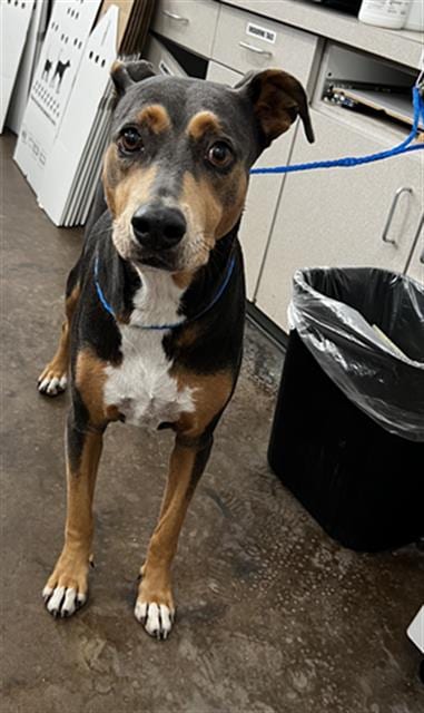 Photo of Lydia, adoptable Mixed Breed