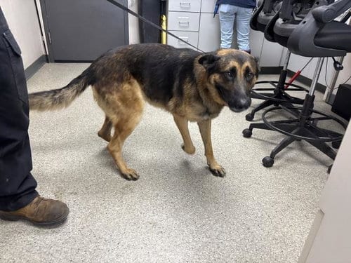 Photo of A256471, adoptable German Shepherd Dog in Visalia, California